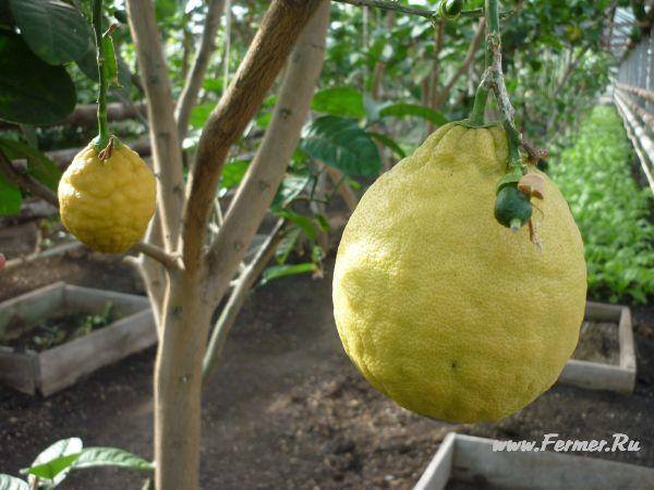 ЧТО ДЕЛАТЬ В МАГНИТКЕ ЛЫЖНИКАМ И НЕЛЫЖНИКАМ